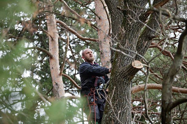 Best Tree Disease Treatment  in Wilmore, KY