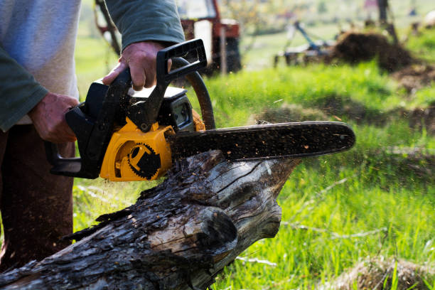 Best Tree and Shrub Care  in Wilmore, KY