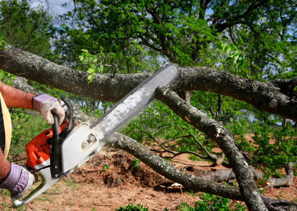 Professional Tree Care in Wilmore, KY